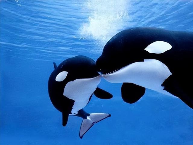 鲸鲨和虎鲸谁厉害，最大的鲸鲨到底有多大（在人类面前不堪一击）