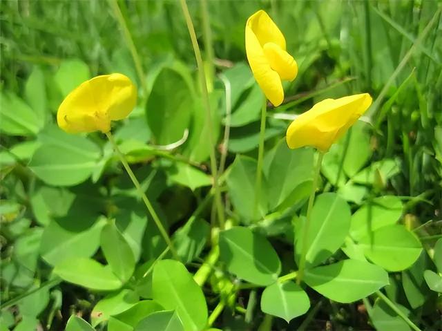 花卉图片及名称大全，常见绿植花卉及名称大全（100种常见花图鉴）