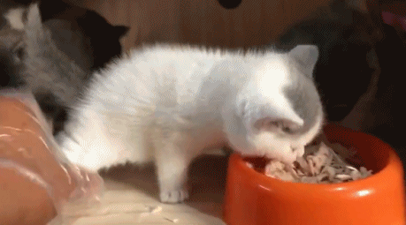 猫咪讨厌你的表现，若猫咪对你有这几种表现（如何判断猫咪对你的态度）