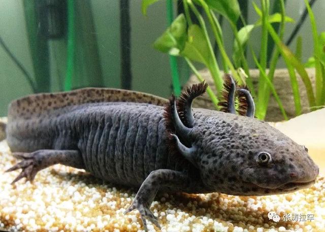 6种长相奇特的动物，千奇百怪一眼销魂