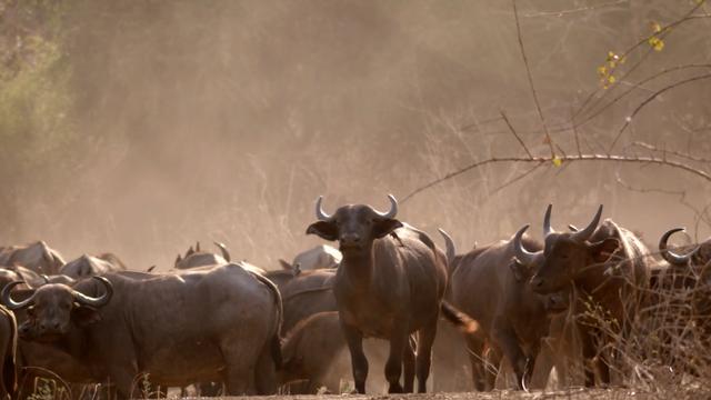 世界上最大的野牛有多重，云南发现8头野牛