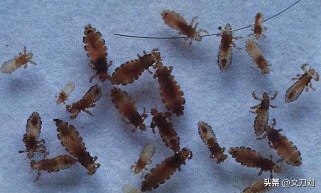 邓光，30年代的虱子是怎么长在身上的