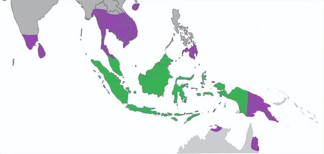 懂一只榴莲背后的故事，洪小鱼一颗榴莲的前世今生