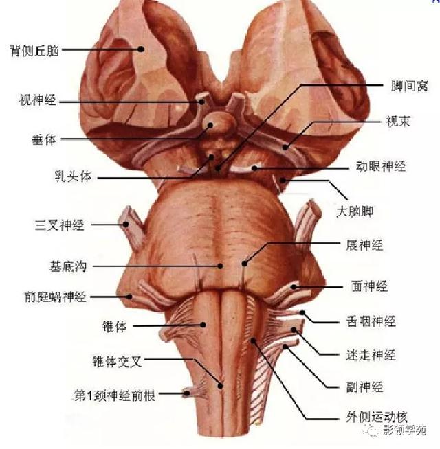 面部血管分布图，三叉神经分支及面部分布规律（玻尿酸怎么打，才会避免栓塞呢）