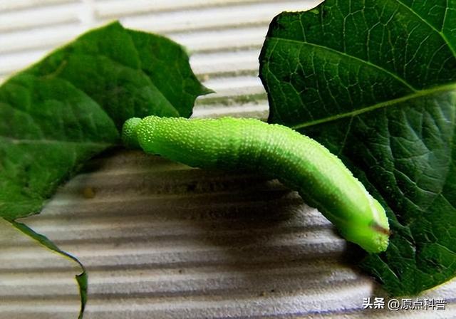 盘点童年玩过的十种昆虫，童年玩过的10种昆虫