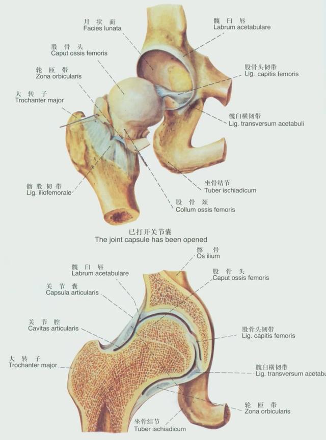 后纵韧带解剖图，颈椎的韧带有哪些