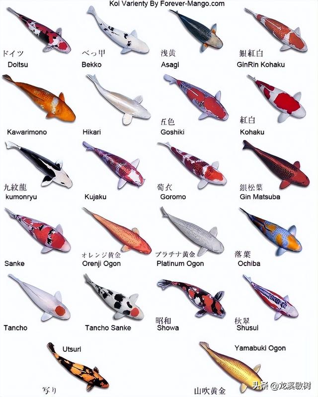 锦鲤各品种的寓意和象征，锦鲤品类介绍<一>