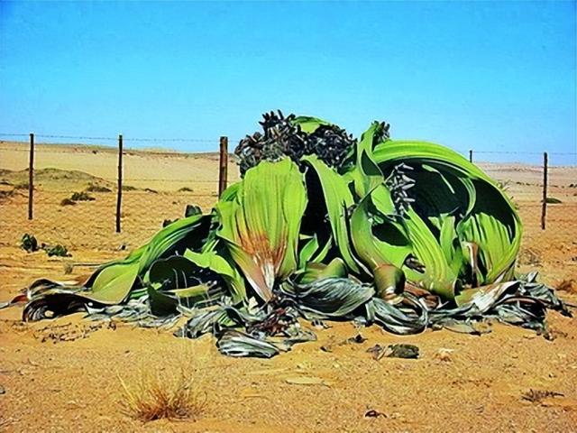 神奇的植物有哪些，世界上八大神奇植物（这些神奇植物你见过吗）