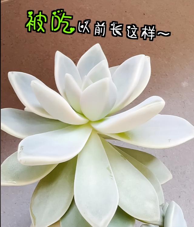 英短蓝猫容易生什么病，蓝猫“遗弃率高”不是没有道理