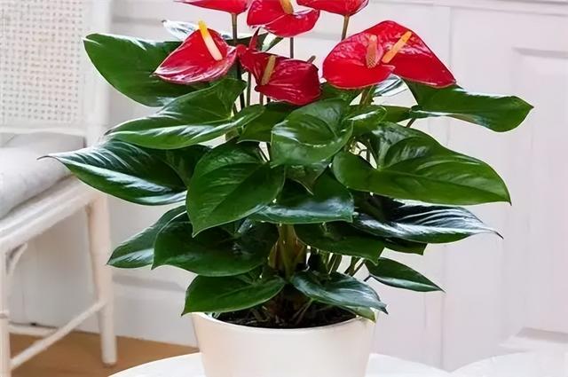 花卉图片及名称大全，常见绿植花卉及名称大全（100种常见花图鉴）