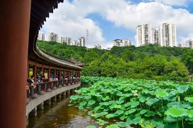 重庆荷花网红打卡地，重庆新晋网红打卡地美心