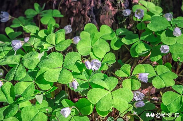 这么多野菜你认识几种，比韭菜还鲜嫩