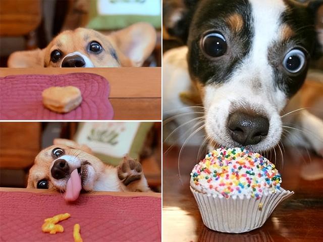 狗狗最有灵性的表现，狗狗聪明有灵性的表现（狗狗越是聪明）