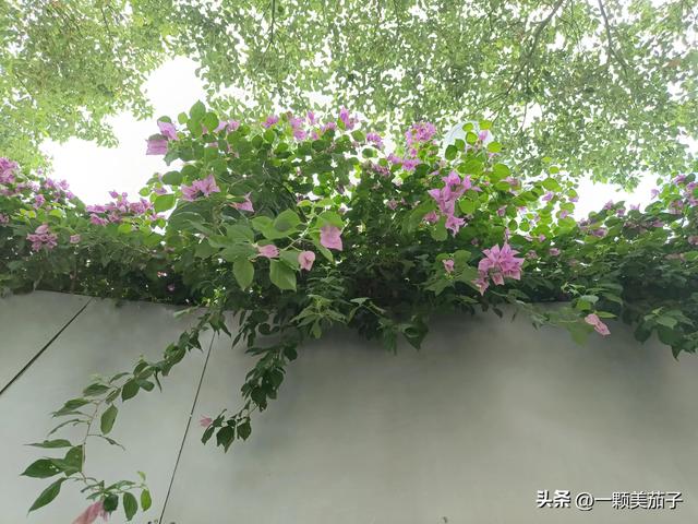 三角梅的含义与花语，最美三角梅广东叫