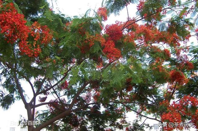 落叶归根原来殉情不是古老的传说，相思树连理枝比翼鸟