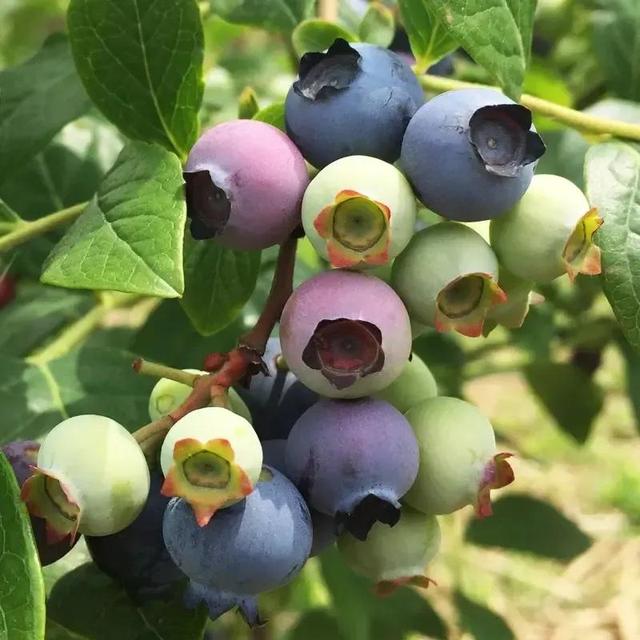 蓝莓哪里产的最好，蓝莓产地排行榜（山东宝山——中国蓝莓第一镇）