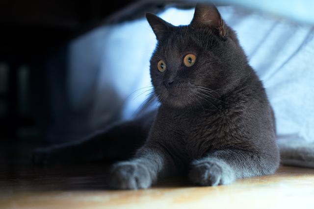 新手养猫基础知识，新手养猫基础知识宠物猫饲养