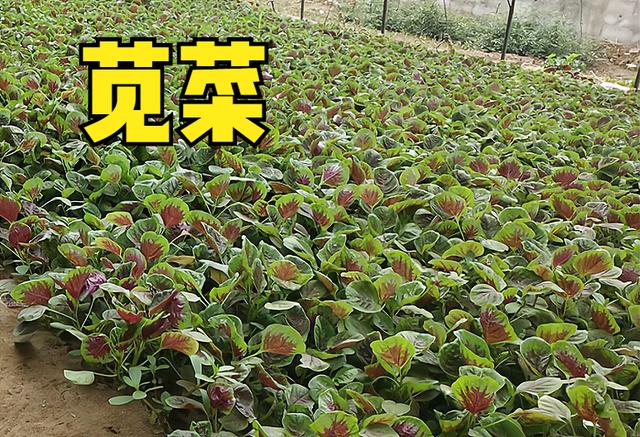 现在适合种什么菜，现在这个季节种植什么蔬菜最好（这10种蔬菜可以种植）