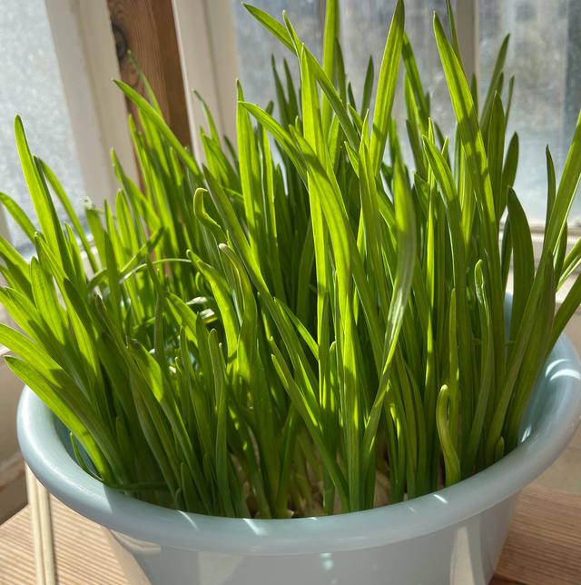 阳台种什么菜就够一家人吃了，9月10月阳台种这3种菜