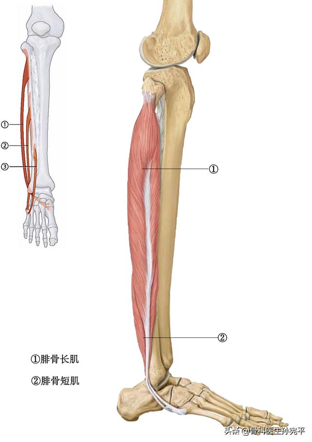 腿部肌肉解剖断面立体结构图，最全面的下肢肌肉解剖图谱