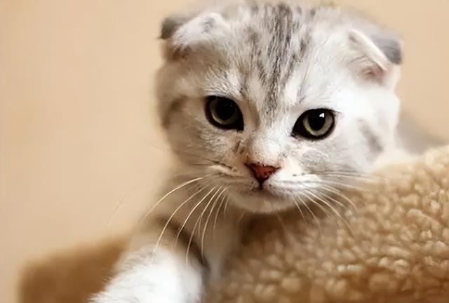 怎么判断猫咪是不是折尾猫，为什么一窝猫咪中有折耳有立耳