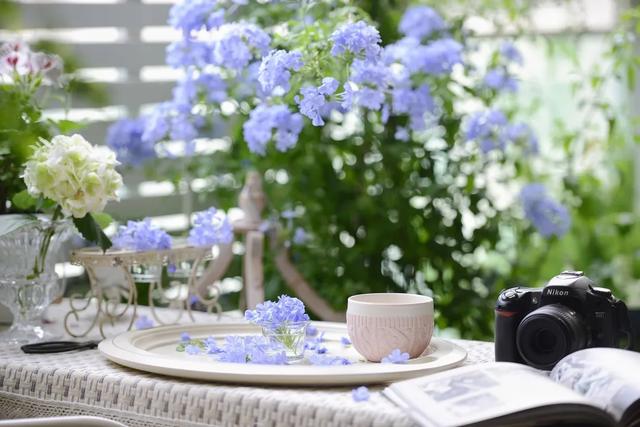 法式花园如何欣赏，海妈花园访问阳台花园满分案例