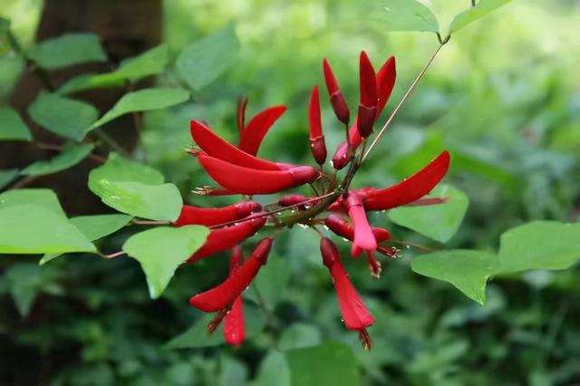 奇花异草160种，25种奇花异草第1集