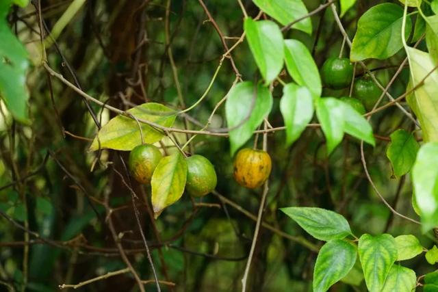 脆香枣子，别样软枣子