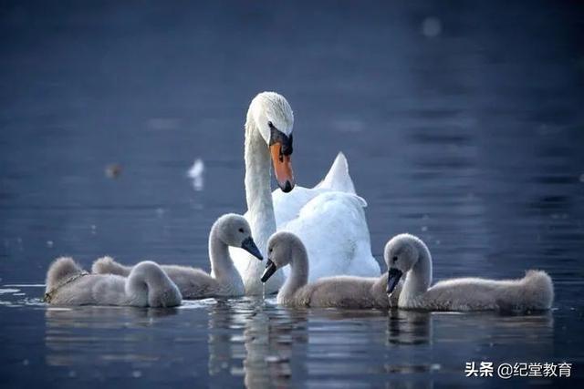 英国女王到底养的是什么狗，来看英国女王的藏宝库