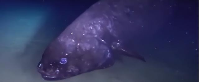 发现罕见深海怪鱼，会是核废水的产物吗
