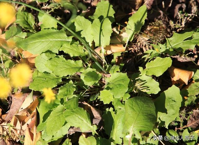 可以吃的野菜种类大全，教你认识不同的野菜和吃法