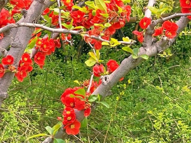 海棠花是什么颜色，海棠花分别有多少种颜色（海棠四品：四种形色，四种韵味）