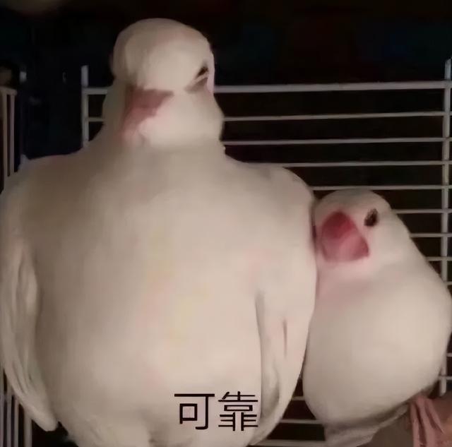 2022年vivo最新款手机，2022年vivo手机哪款值得买（可能是2022年最后一款轻薄性能小钢炮）