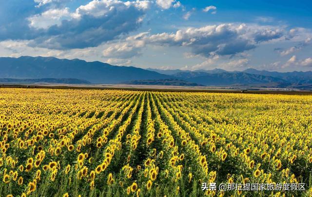 伊犁河谷最值得去的地方，伊犁河谷赏花攻略