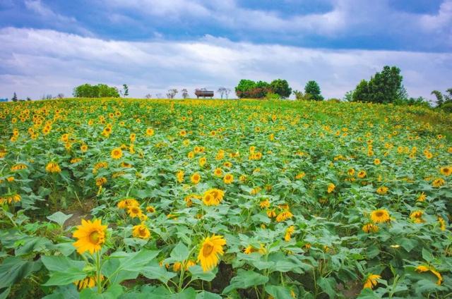 粉黛草向日葵彼岸花海...成都有多少惊喜，粉黛花海花期50天
