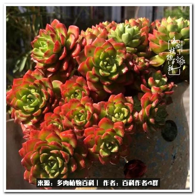 好养的容易上色的景天科多肉，景天科常见多肉图鉴不完全版D系列