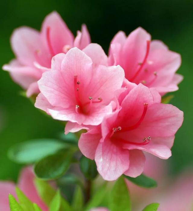 杜鹃花的花语是什么意思呢，杜鹃花要开了......