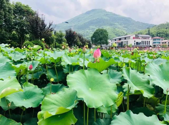 10大杭州赏秋特色民宿，想去杭州旅游的人要注意了