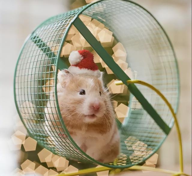 新手如何养仓鼠，养仓鼠新手入门要注意什么（新手养仓鼠需要注意什么）