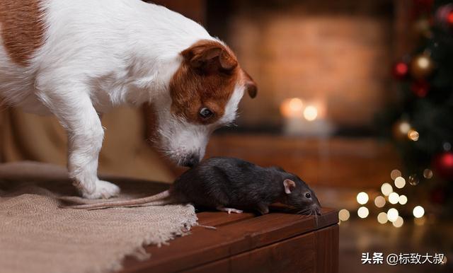 最简单的猫抓老鼠陷阱，6个关于老鼠的有趣小知识