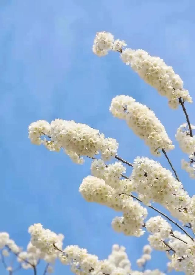 成都周边花海一日游，成都出发1h赏千亩梨花