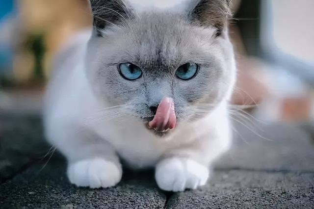 猫咪有这5个举动，猫咪这几种行为竟是在