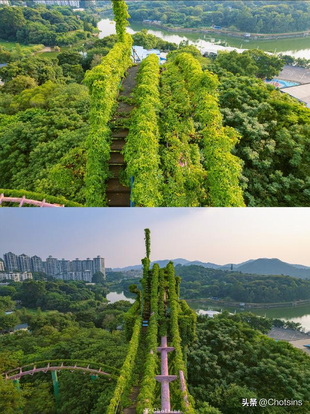 一个亚洲最大的木质过山车，被爬藤覆盖的废弃过山车