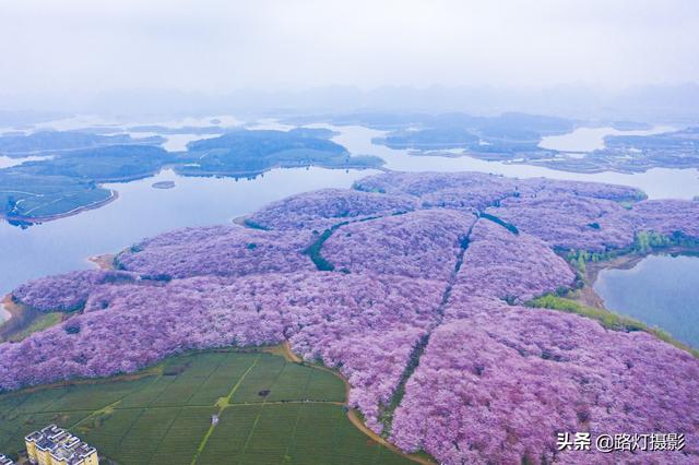 贵州平坝的樱花开到什么时候，贵州贵阳：平坝樱花灿烂盛开