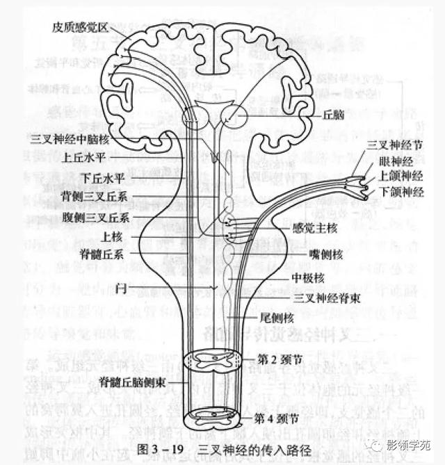 面部血管分布图，三叉神经分支及面部分布规律（玻尿酸怎么打，才会避免栓塞呢）