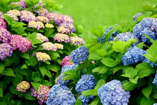 花卉图片及名称大全，常见绿植花卉及名称大全（100种常见花图鉴）