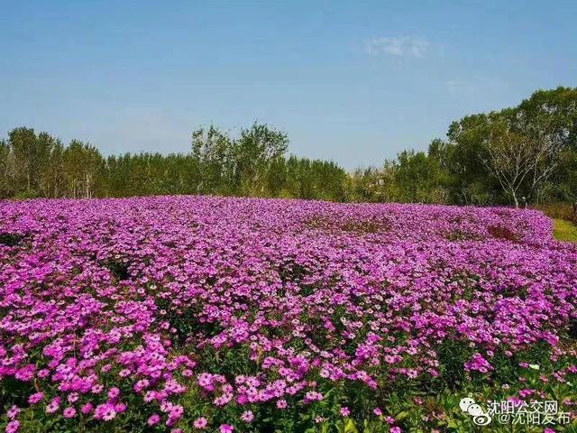 我们身边的沈阳，他曾数十次翱翔在沈阳的上空