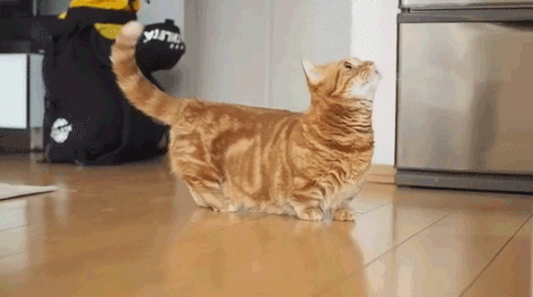 一般的猫咪寿命多少年，虽然猫会先于主人而去