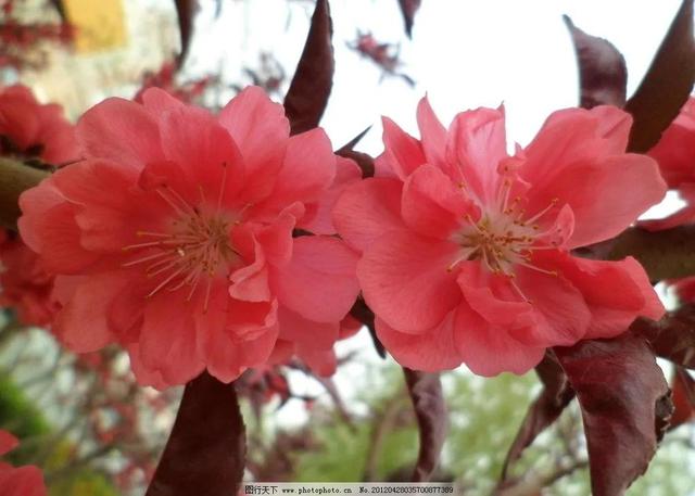 重瓣桃花重瓣桃花是什么品种