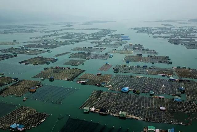 这是你买海参的标准么，为什么你买不到好的海参